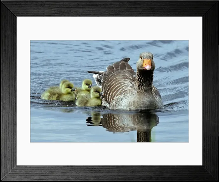 Framed Print : Greylag Goose with young on water Framed Print : Greylag Goose with young on water