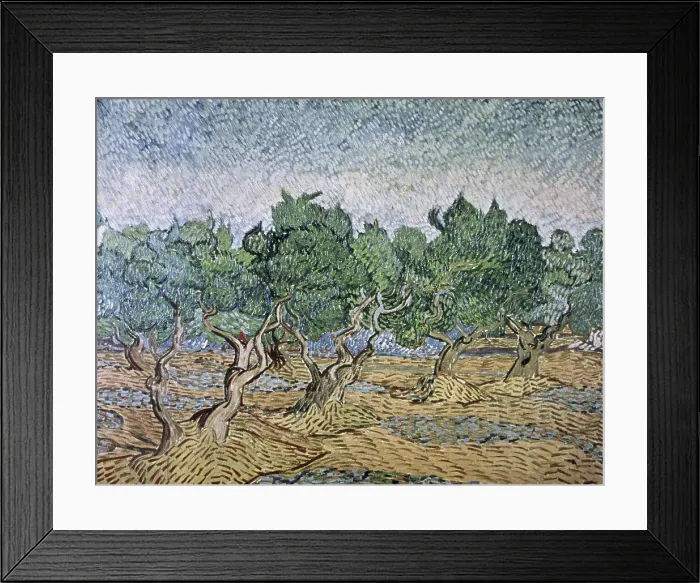Framed Print : Olive Orchard, Violet Soil by van Gogh Framed Print : Olive Orchard, Violet Soil by van Gogh