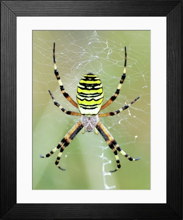 Framed Print : United Kingdom, England, Norfolk