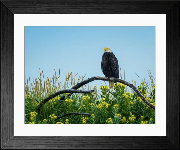Framed Print : Alaska Bald Eagle (Haliaeetus Leucocephalus) Framed Print : Alaska Bald Eagle (Haliaeetus Leucocephalus)