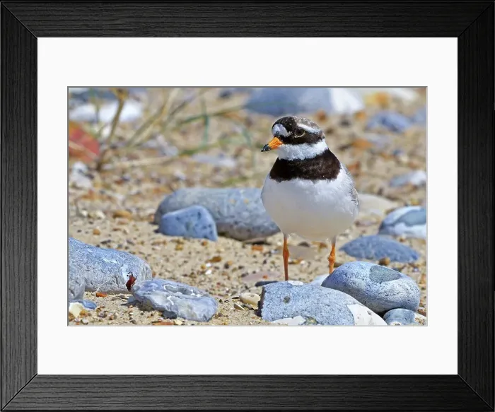 Framed Print : United Kingdom, England, Norfolk Framed Print : United Kingdom, England, Norfolk