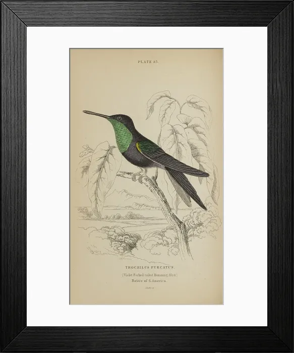 Framed Print : 1835 Antique Art Biology Bird Birds Classification Framed Print : 1835 Antique Art Biology Bird Birds Classification