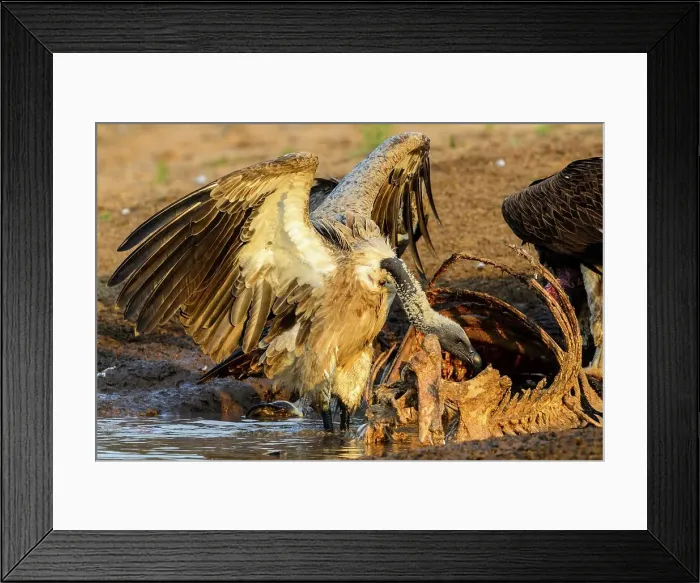 Framed Print : White-backed Vulture (Gyps africanus) or African White-backed Vulture feeding Framed Print : White-backed Vulture (Gyps africanus) or African White-backed Vulture feeding