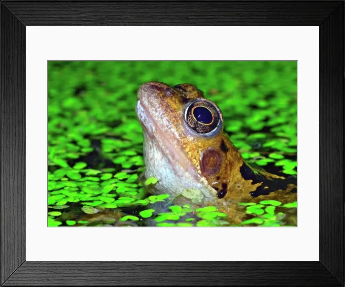 Framed Print : United Kingdom, England, Norfolk Framed Print : United Kingdom, England, Norfolk