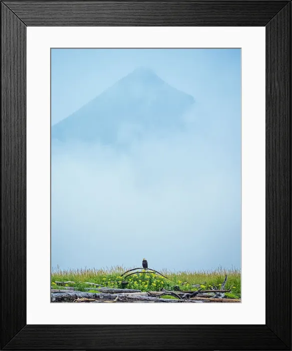 Framed Print : Alaska Bald Eagle (Haliaeetus Leucocephalus) Framed Print : Alaska Bald Eagle (Haliaeetus Leucocephalus)