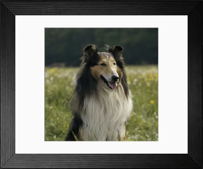 Framed Print : Rough Collie Framed Print : Rough Collie