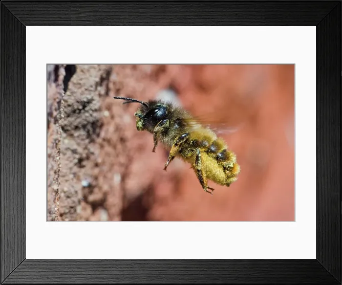 Framed Print : Bee carrying pollen Framed Print : Bee carrying pollen