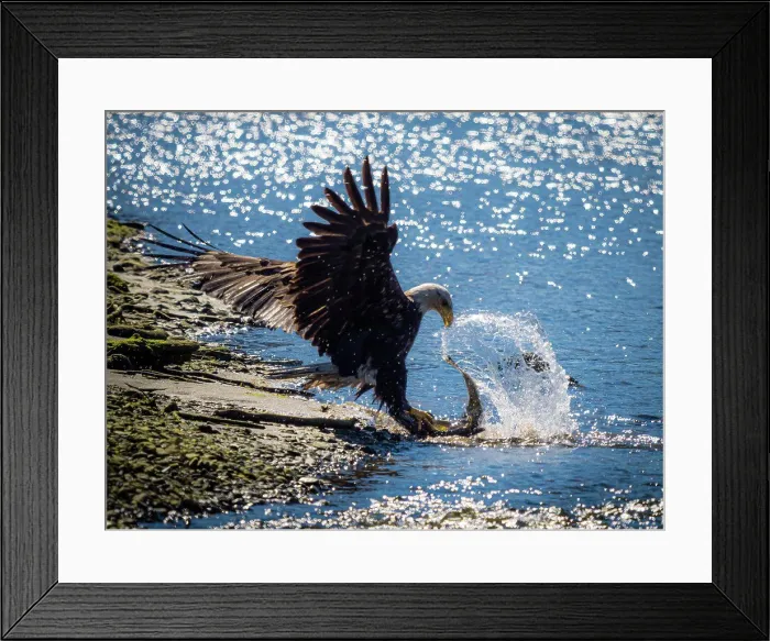 Framed Print : Bald Eagle (Haliaeetus leucocephalus) fishing along the shores of Auk Bay near Juneau, Alaska's Inside Passage
