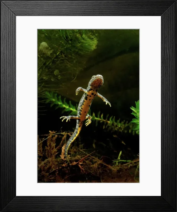 Framed Print : United Kingdom, England, Norfolk Framed Print : United Kingdom, England, Norfolk