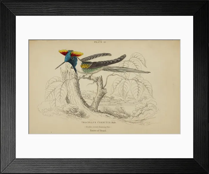 Framed Print : 1835 Antique Art Biology Bird Birds Classification