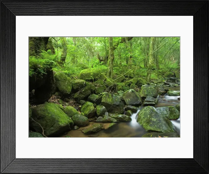 Framed Print : Forest Interior. Karkloof. Midlands Meander