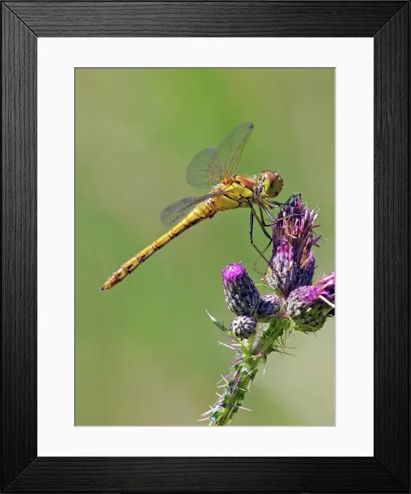 Framed Print : United Kingdom, England, Norfolk Framed Print : United Kingdom, England, Norfolk