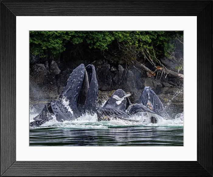 Framed Print : Alaska Fingers Humpback Whale (Megaptera Novaeangliae) Framed Print : Alaska Fingers Humpback Whale (Megaptera Novaeangliae)