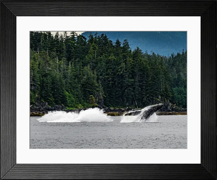 Framed Print : Alaska Breaching Fingers Humpback Whale (Megaptera Novaeangliae) Framed Print : Alaska Breaching Fingers Humpback Whale (Megaptera Novaeangliae)