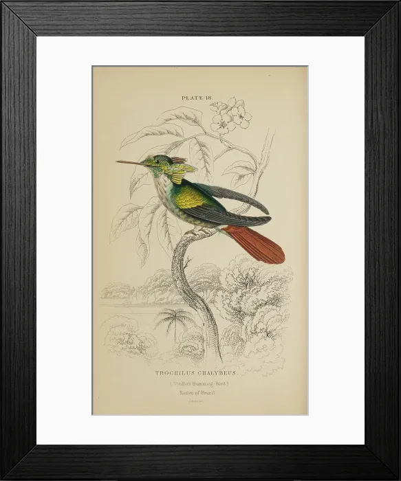 Framed Print : 1835 Antique Art Biology Bird Birds Classification Framed Print : 1835 Antique Art Biology Bird Birds Classification