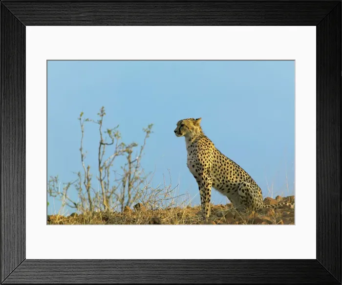 Framed Print : Cheetah (Acinonyx jubatus). Mashatu