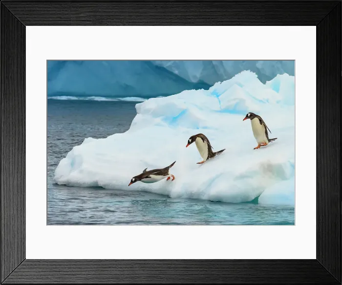 Framed Print : Adventure Adventure Travel Antarctica Blue Ice