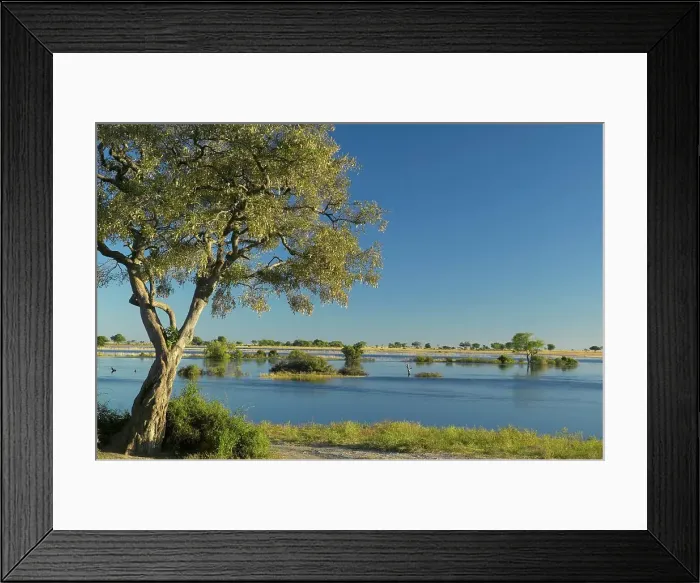 Framed Print : View of the Chobe River. Chobe National Park Framed Print : View of the Chobe River. Chobe National Park