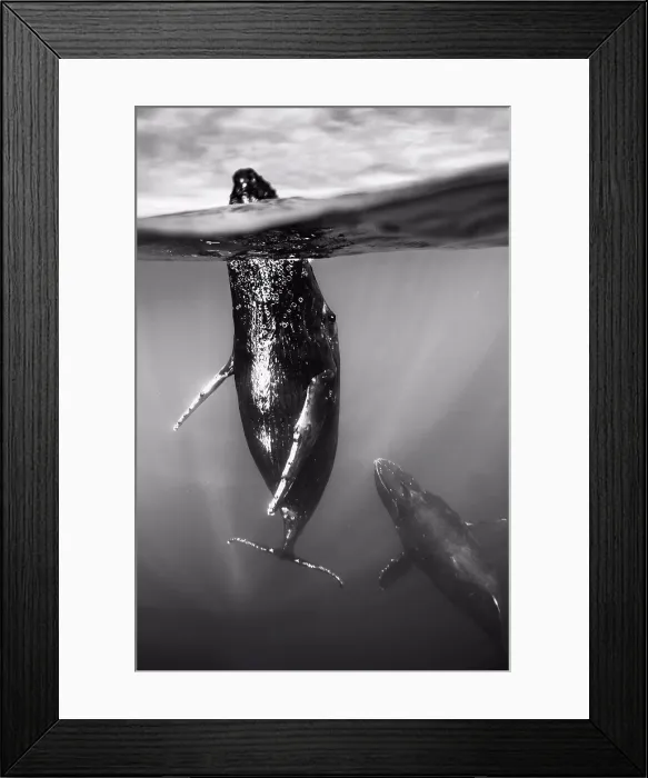 Framed Print : Underwater Photo, Swimming Humpback Whale (Megaptera novaeangliae) makes a close approach, Maui, Hawaii Framed Print : Underwater Photo, Swimming Humpback Whale (Megaptera novaeangliae) makes a close approach, Maui, Hawaii