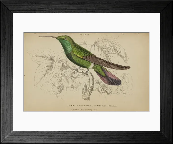 Framed Print : 1835 Antique Art Biology Bird Birds Classification Framed Print : 1835 Antique Art Biology Bird Birds Classification