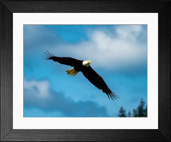 Framed Print : Alaska Alaska'a Inside Passage Alaska'a Inside Passage Juneau Framed Print : Alaska Alaska'a Inside Passage Alaska'a Inside Passage Juneau