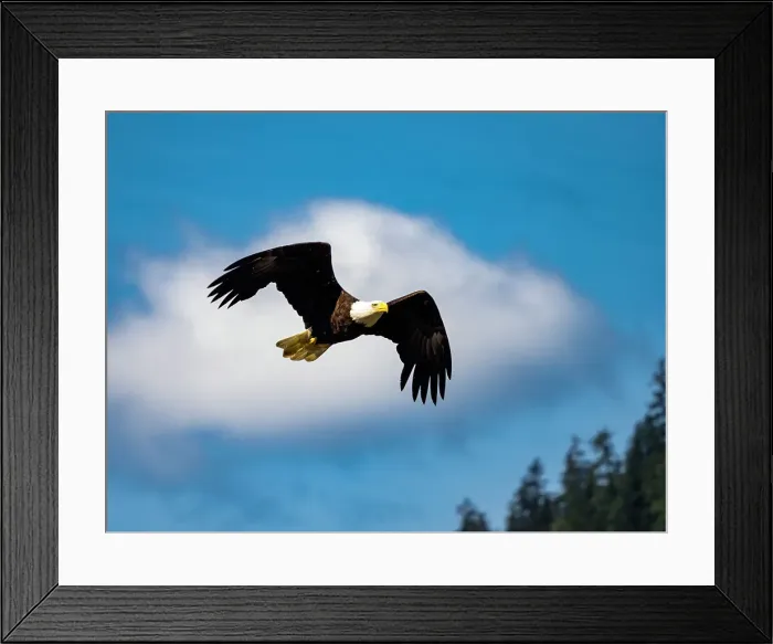 Framed Print : Alaska Alaska'a Inside Passage Alaska'a Inside Passage Juneau