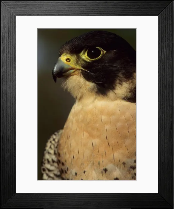 Framed Print : Peregrine Falcon (Falco peregrinus). Portrait. KwaZulu-Natal. South Africa Framed Print : Peregrine Falcon (Falco peregrinus). Portrait. KwaZulu-Natal. South Africa