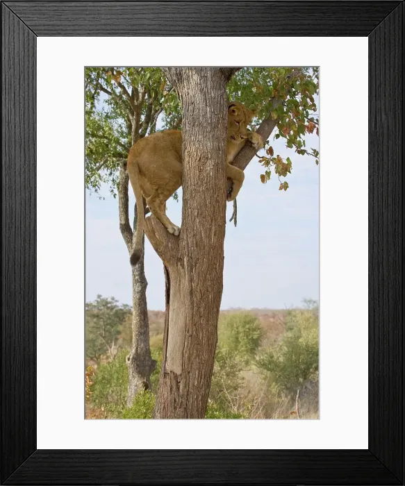 Framed Print : Lion (Panthera leo) climbing a tree Framed Print : Lion (Panthera leo) climbing a tree