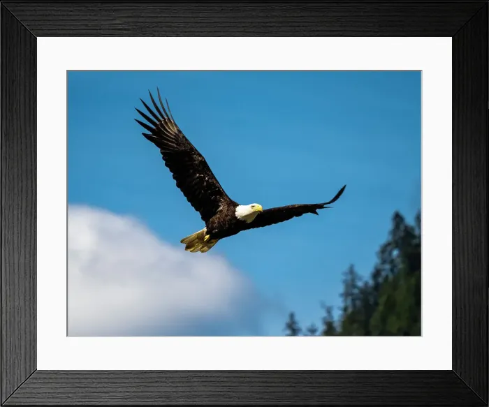 Framed Print : Alaska Alaska'a Inside Passage Alaska'a Inside Passage Juneau Framed Print : Alaska Alaska'a Inside Passage Alaska'a Inside Passage Juneau