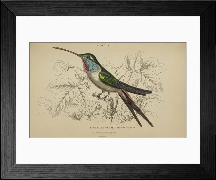 Framed Print : 1835 Antique Art Biology Bird Birds Classification Framed Print : 1835 Antique Art Biology Bird Birds Classification