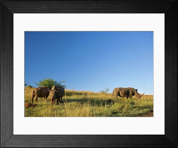 Framed Print : White Rhinoceros or Square-lipped Rhinoceros (Ceratotherium simum) Framed Print : White Rhinoceros or Square-lipped Rhinoceros (Ceratotherium simum)