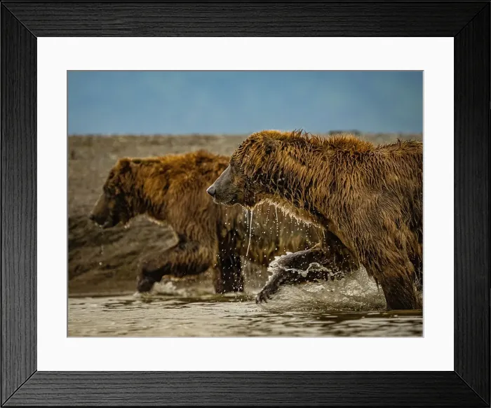 Framed Print : Alaska Chasing Salmon Coastal Brown Bears (Ursus Arctos Horribilis) Framed Print : Alaska Chasing Salmon Coastal Brown Bears (Ursus Arctos Horribilis)