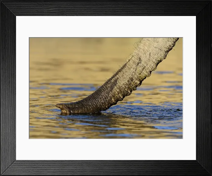 Framed Print : African bush elephant or African savanna elephant (Loxodonta africana) trunk while drinking Framed Print : African bush elephant or African savanna elephant (Loxodonta africana) trunk while drinking