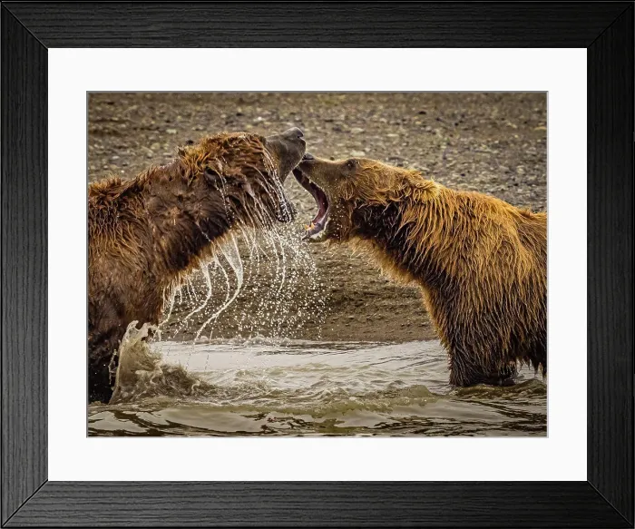 Framed Print : Coastal Brown Bears (Ursus arctos horribilis) spar while fishing for salmon in tidal pool Framed Print : Coastal Brown Bears (Ursus arctos horribilis) spar while fishing for salmon in tidal pool