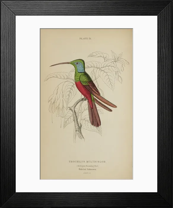 Framed Print : 1835 Antique Art Biology Bird Birds Classification Framed Print : 1835 Antique Art Biology Bird Birds Classification