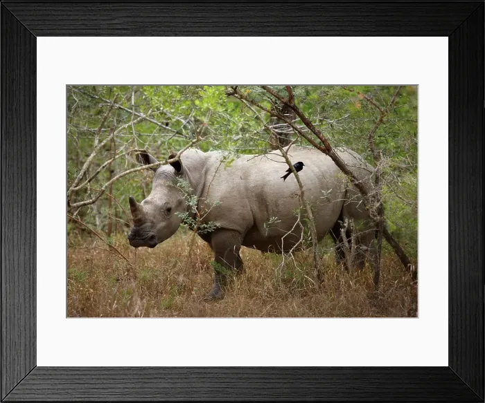 Framed Print : White Rhino (Ceratotherium simum) Framed Print : White Rhino (Ceratotherium simum)