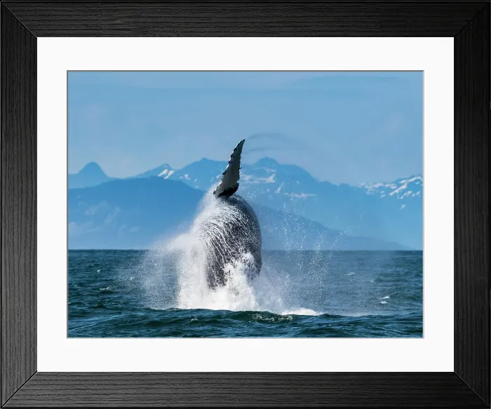 Framed Print : Alaska Breaching Whale Humpback Whale (Megaptera Novaeangliae) Framed Print : Alaska Breaching Whale Humpback Whale (Megaptera Novaeangliae)