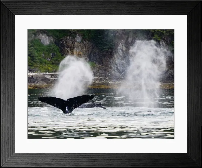 Framed Print : Alaska Fingers Humpback Whale (Megaptera Novaeangliae) Framed Print : Alaska Fingers Humpback Whale (Megaptera Novaeangliae)