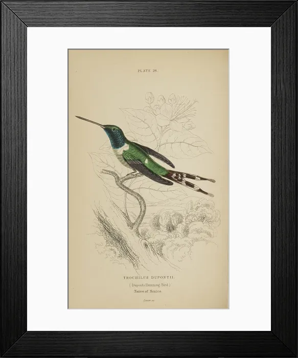Framed Print : 1835 Antique Art Biology Bird Birds Classification Framed Print : 1835 Antique Art Biology Bird Birds Classification