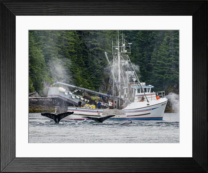 Framed Print : Alaska Fingers Humpback Whale (Megaptera Novaeangliae) Framed Print : Alaska Fingers Humpback Whale (Megaptera Novaeangliae)