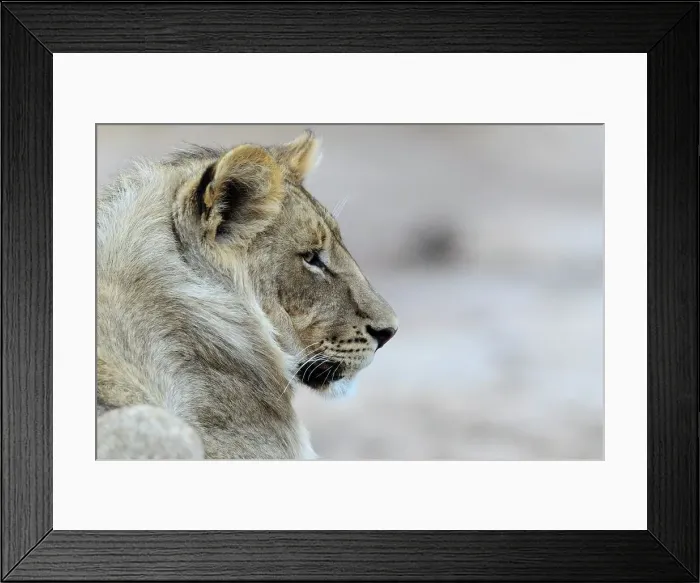 Framed Print : Lion (Panthera leo) cub. Mashatu Game Reserve Framed Print : Lion (Panthera leo) cub. Mashatu Game Reserve