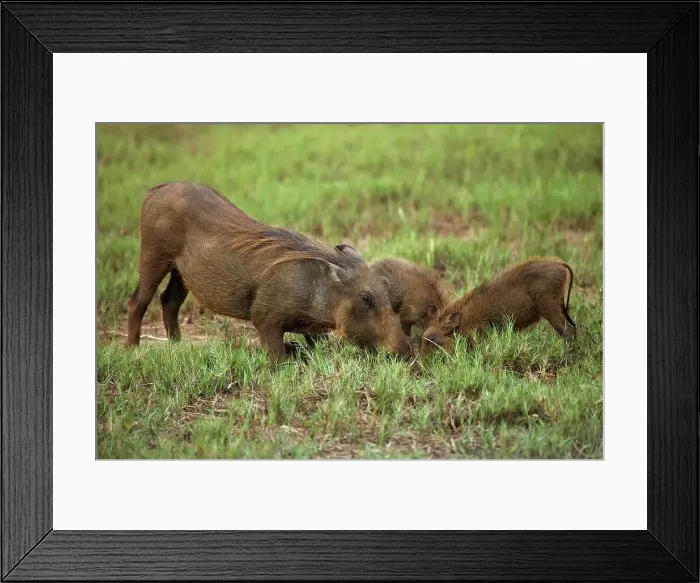 Framed Print : Warthog (Phacochoerus aethiopicus) Framed Print : Warthog (Phacochoerus aethiopicus)