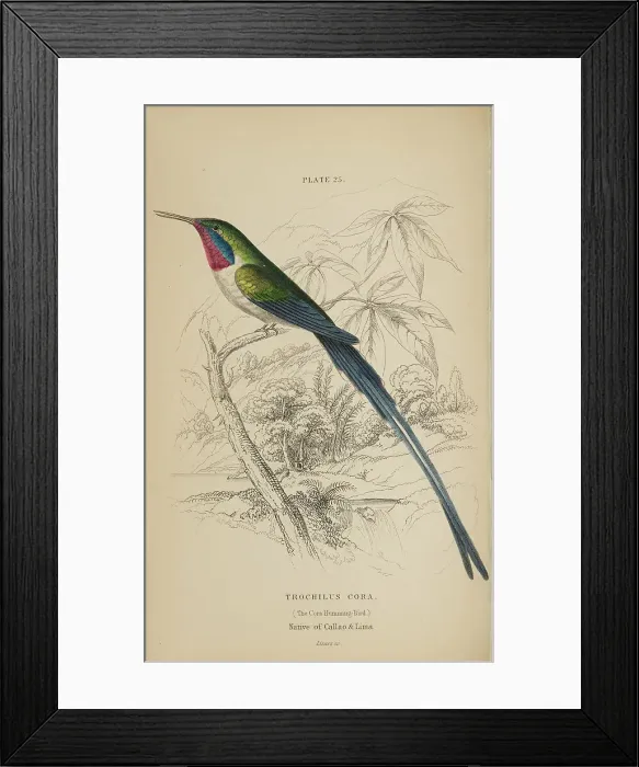 Framed Print : 1835 Antique Art Biology Bird Birds Classification Framed Print : 1835 Antique Art Biology Bird Birds Classification