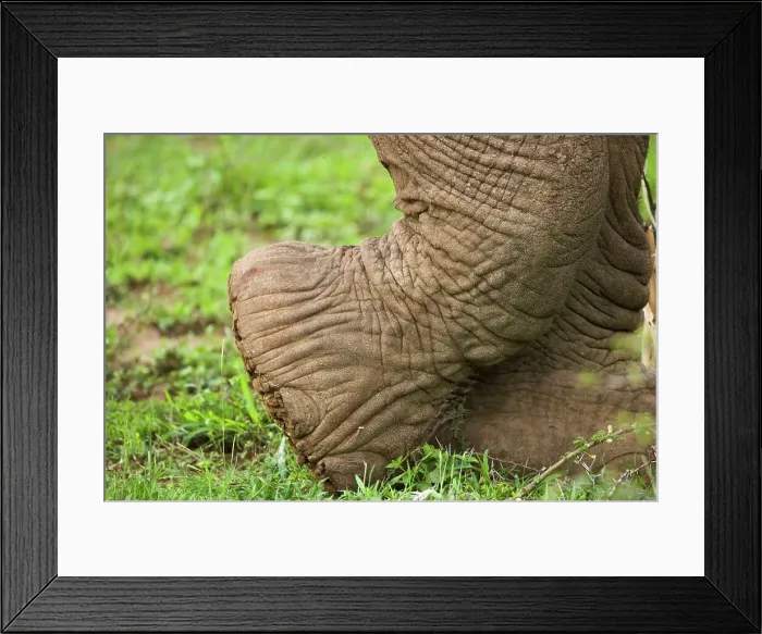 Framed Print : African Elephant Loxodonta Africana} Framed Print : African Elephant Loxodonta Africana}