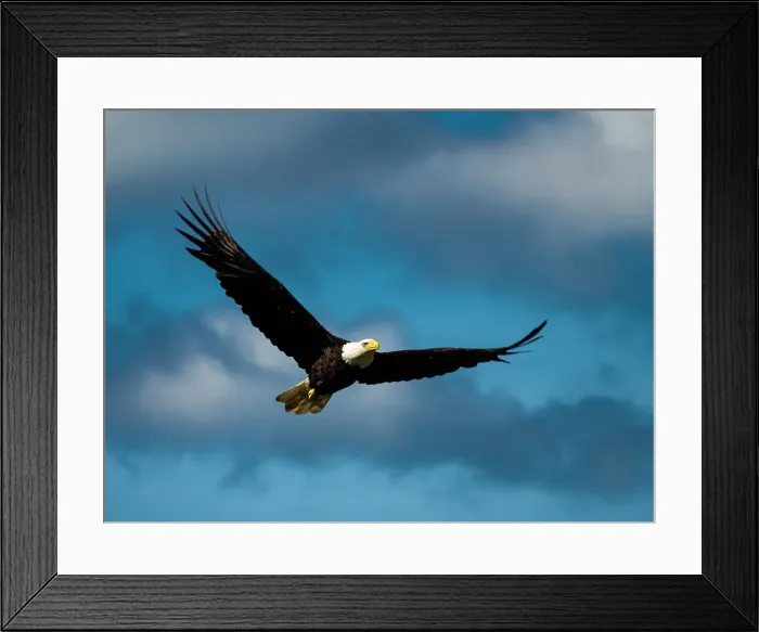 Framed Print : Alaska Alaska'a Inside Passage Alaska'a Inside Passage Juneau Framed Print : Alaska Alaska'a Inside Passage Alaska'a Inside Passage Juneau