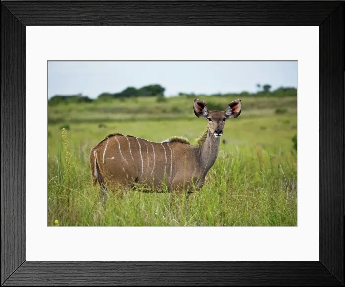 Framed Print : Kudu (Tragelaphus strepsiceros)
