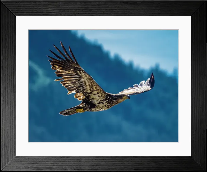 Framed Print : Alaska Alaska'a Inside Passage Alaska'a Inside Passage Juneau