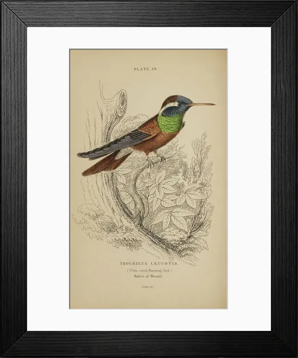 Framed Print : 1835 Antique Art Biology Bird Birds Classification Framed Print : 1835 Antique Art Biology Bird Birds Classification