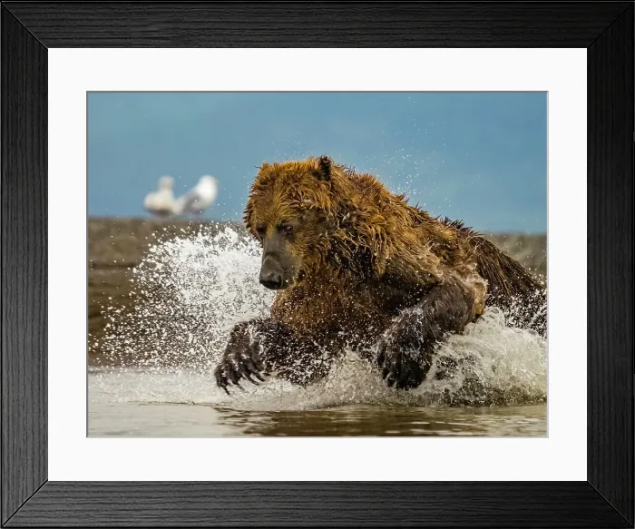 Framed Print : Alaska Chasing Salmon Coastal Brown Bears (Ursus Arctos Horribilis) Framed Print : Alaska Chasing Salmon Coastal Brown Bears (Ursus Arctos Horribilis)