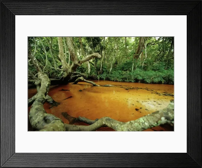 Framed Print : Swamp Forest interior. Greater St Lucia Wetland Park Framed Print : Swamp Forest interior. Greater St Lucia Wetland Park